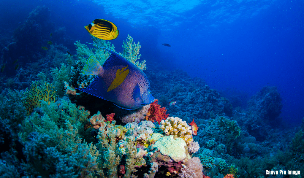 Lusong Coral Garden - Tourist Spots In Coron Palawan