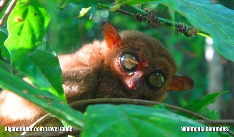 Bohol Tourist Spots - Philippine Tarsier And Wildlife Sanctuary