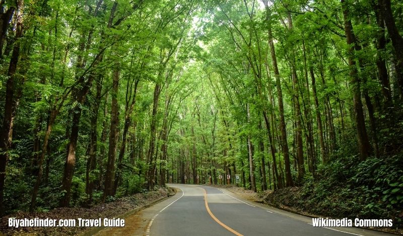 Bohol Travel Spots - Bilar Man-Made Forest