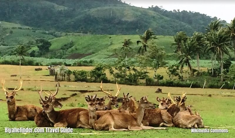 Naga City Tourist Spots - Ocampo Deer Breeding Farm