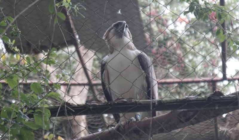 Davao Tourist Spots - Philippine Eagle Center