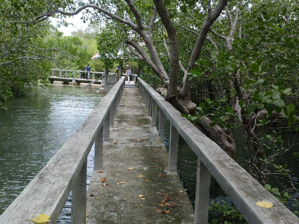 Dumaguete Tourist Spots - Bais Bird Sanctuary And Mangrove Park