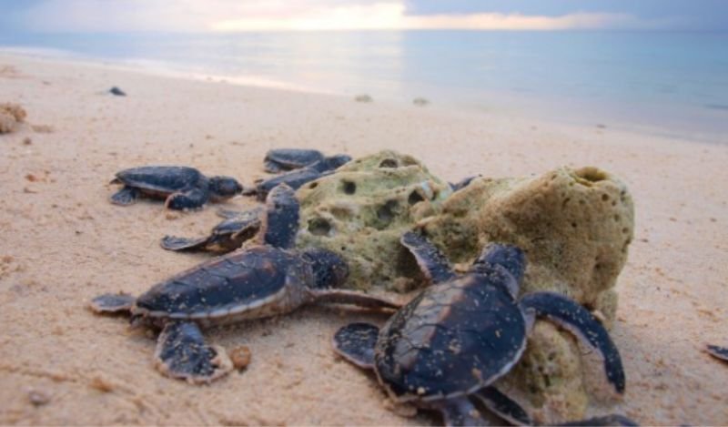 Tawi Tawi Tourist Spots Turtle Islands Wildlife Sanctuary