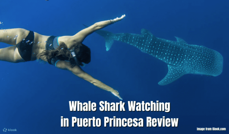 Whale Shark Watching In Puerto Princesa Review