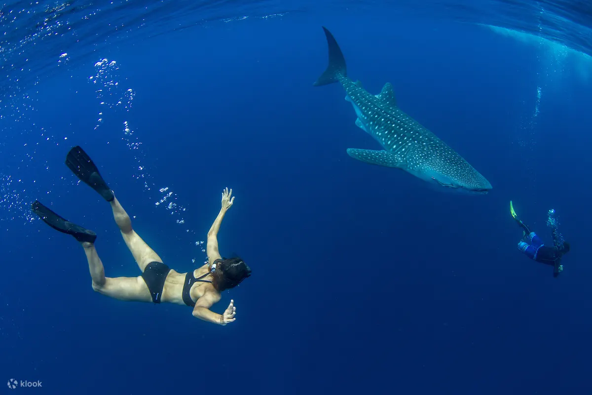 Whale Shark Watching In Puerto Princesa - Klook Philippines Review