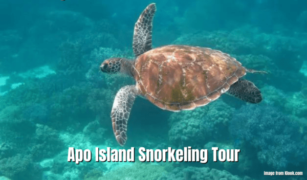 Apo Island Snorkeling Tour From Dumaguete Review