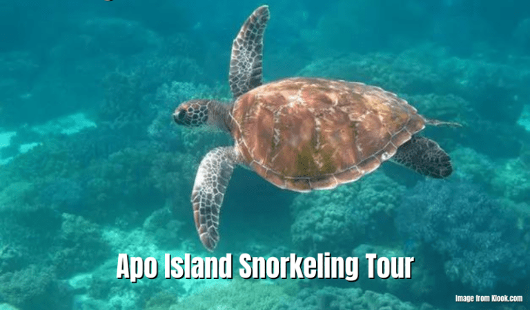 Apo Island Snorkeling Tour Review
