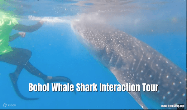 Bohol Whale Shark Interaction Tour Review