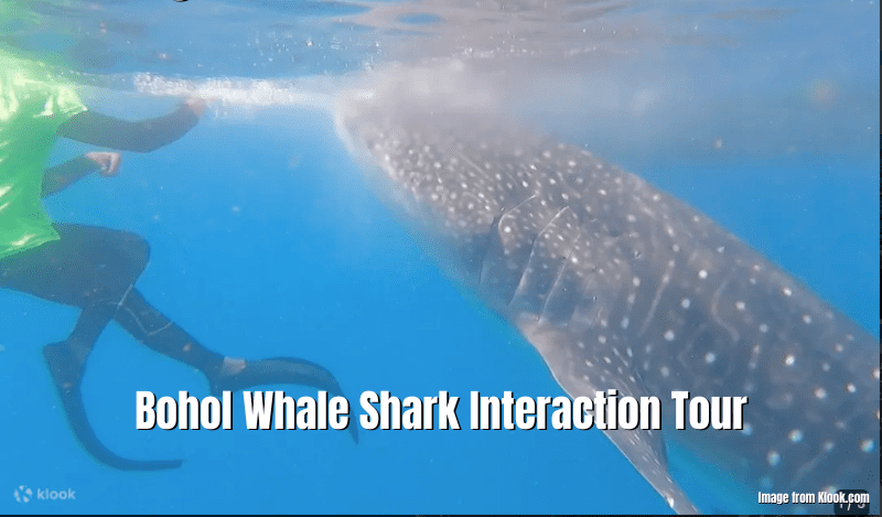 Bohol Whale Shark Interaction Tour Review - BiyaheFinder
