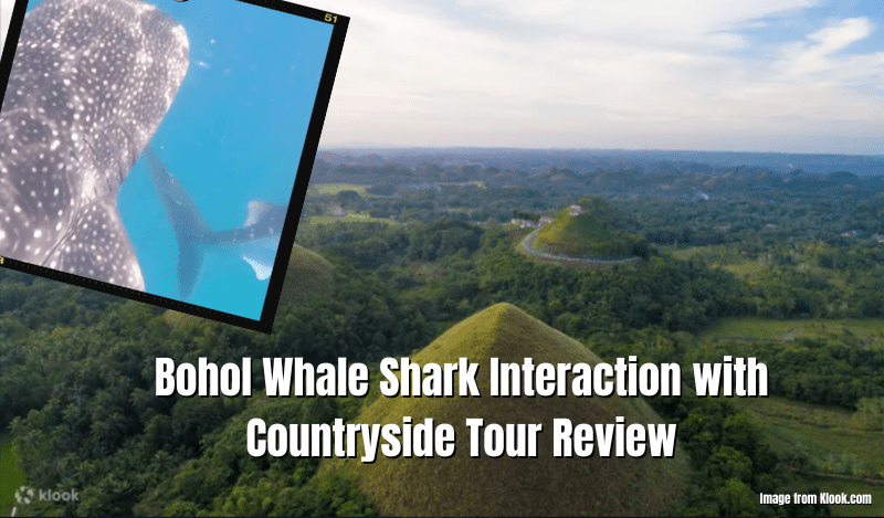 Bohol Whale Shark Interaction With Countryside Tour Review
