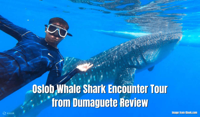 Oslob Whale Shark Encounter Tour From Dumaguete Review