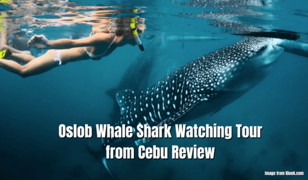Oslob Whale Shark Watching Tour From Cebu Review
