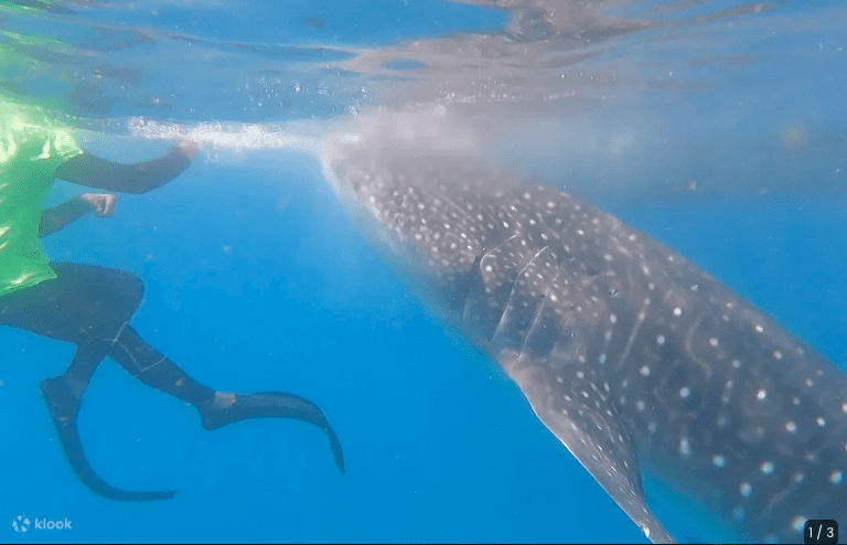 Bohol Whale Shark Interaction Tour Review - BiyaheFinder