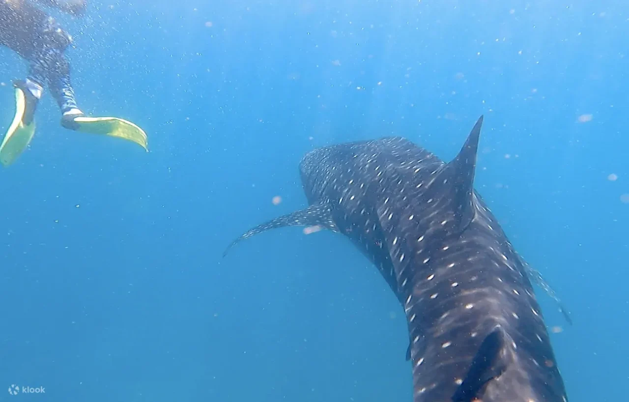 Bohol Whale Shark Interaction Tour Review